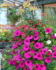 Greenhills Nursery